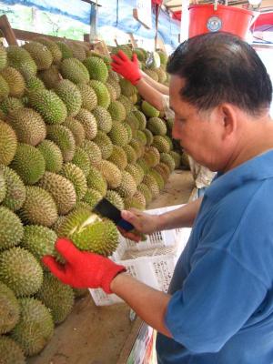 Durian Frucht Durian Frucht